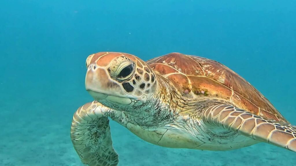 Lembongan Best Snorkeling Site